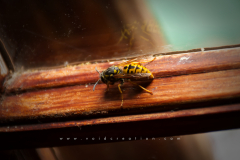Hornet