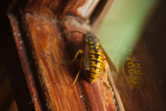 Hornet