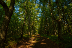 Forest Gdańsk Format 16:9 Resolution 3840x2160
