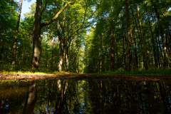 puddle_forest Format 16:9Resolution 3840x2160