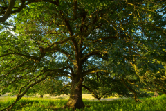 OakFormat 16:9Resolution 3840x2160