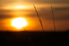 sunset plant Format 16:9 Resolution 3840x2160