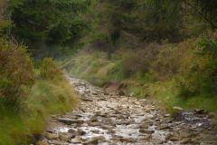 smrek path Format 16:9 Resolution 3840x2160