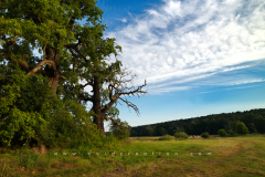 Oak treesFormat 16:9Resolution 3840x2160