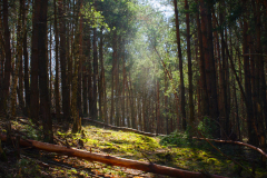 sun beams forest Format 16:9 Resolution 3840x2160