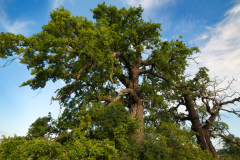 Oak treesFormat 16:9Resolution 3840x2160