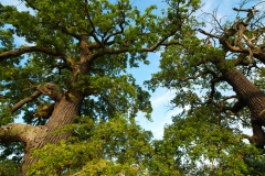 Oak treesFormat 16:9Resolution 3840x2160