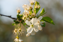 Cherry flower 
Format 16:9
Resolution 3840x2160
