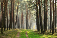Forest And Road Format 16:9 Resolution 3840x2160