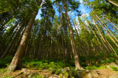 Forest view Format 16:9 Resolution 3840x2160