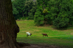Horses Format 16:9 Resolution 3840x2160