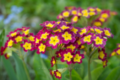 Flower 
Format 16:9
Resolution 3840x2160