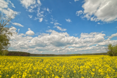 meadow canola Format 16:9 Resolution 3840x2160