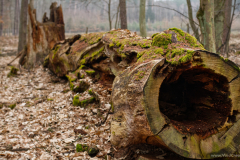 Wood Format 16:9 Resolution 3840x2160