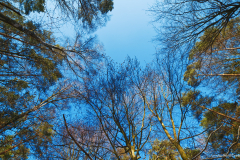 Tree tops 
Format 16:9
Resolution 3840x2160