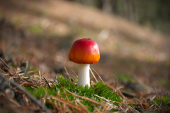 Muschroom_02