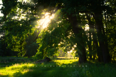 Sun_Beams_pic