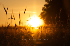 01_grain_sunset