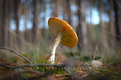 Muschroom_01