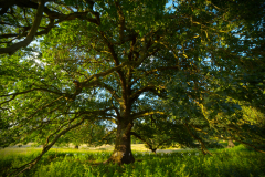 oak tree_pic