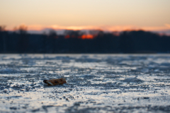 Frozen_lake