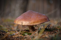 Muschroom_03