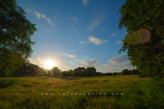 Rogalin_fields_pic