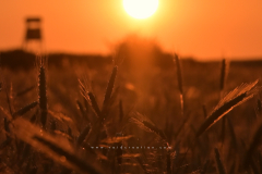 04_Ambona_zachód_03