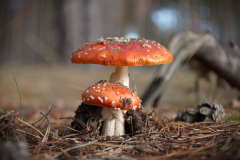 Muschroom_04
