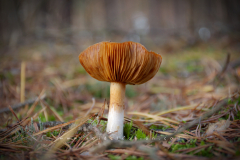 Muschroom_05