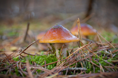 Muschroom_06
