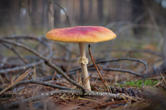 Muschroom_07
