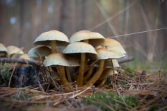 Muschroom_08