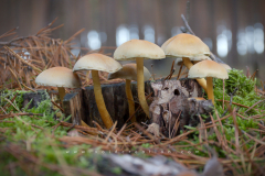 Muschroom_09