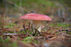 Muschroom_10