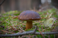 Muschroom_11