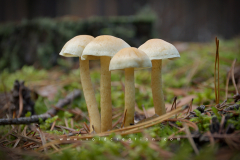 Muschroom_12