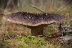 Muschroom_13