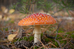 Muschroom_14