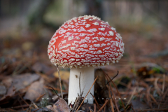 Muschroom_15