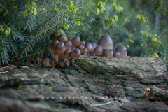 Muschroom_16