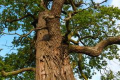 oak_tree_pic