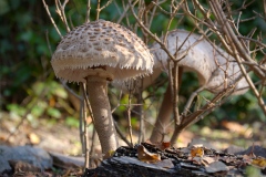 Muschroom_17