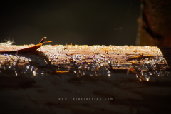 Resin_on_wood
