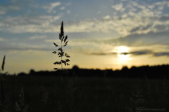 Plant and Sunset