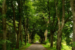 Green Road