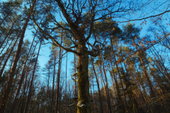 Tree in winter forest