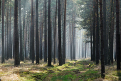 forest and road