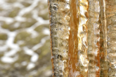 ice_icicle