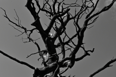 old_tree_rogalin